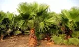 Schnellwachsende Mexikanische Washingtonpalme Xl (1X oder 2X) ab 23,74 € inkl. Versand (statt 30,00 €)