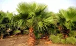 Schnellwachsende Mexikanische Washingtonpalme Xl (1X oder 2X) ab 23,74 € inkl. Versand (statt 30,00 €)
