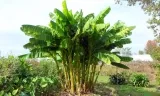 Bananen-Pflanze (3x oder 6x – 25-40 cm) ab 18,51 € inkl. Versand (statt 40,00 €)